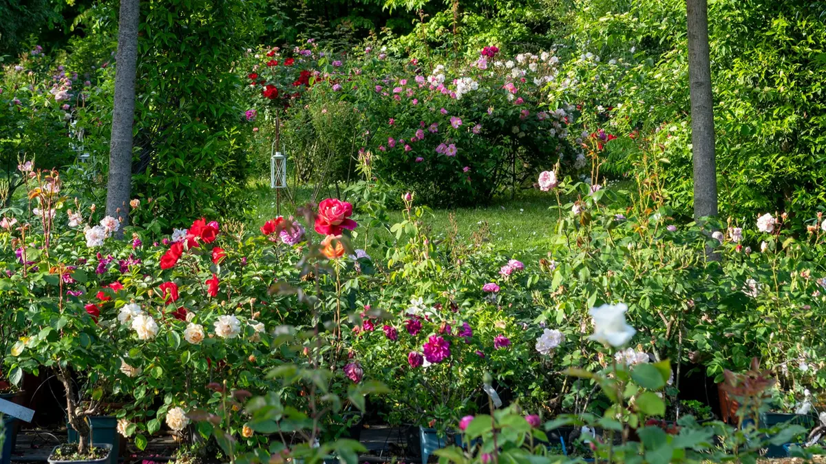 Il giardino delle rose a Castello Quistini
