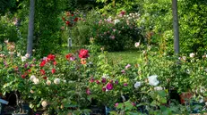 Il giardino delle rose a Castello Quistini
