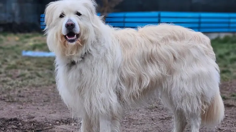 Luna, in canile da 4 anni, cerca casa