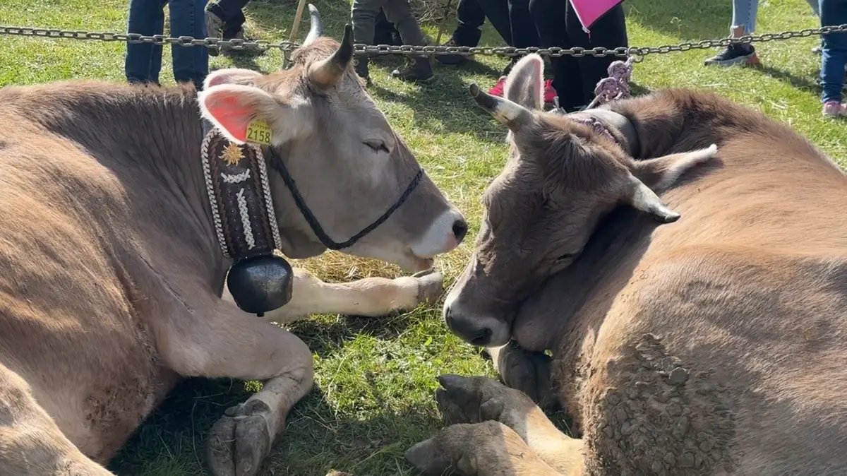 Due bovini distesi sul prato