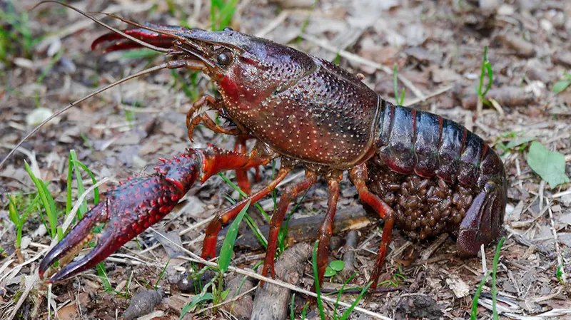 Il gambero rosso della Louisiana