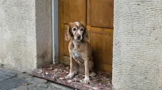 Un cagnolino