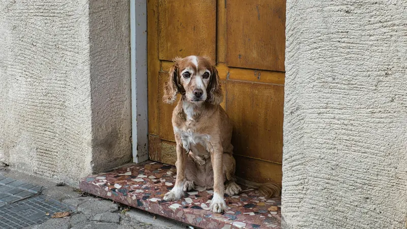 Un cagnolino