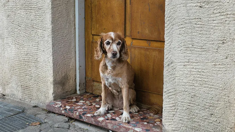 Un cagnolino