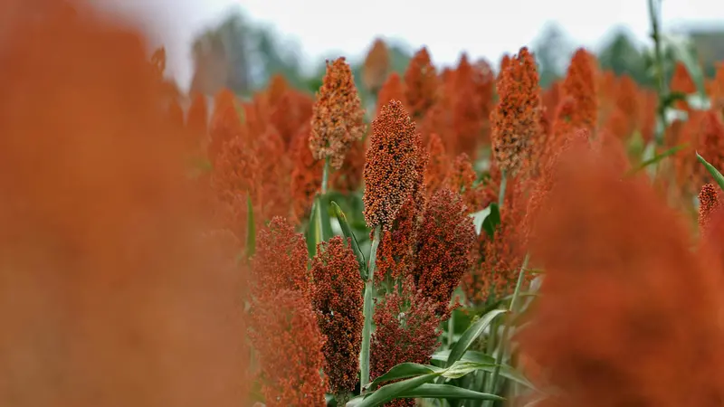 Il sorgo da granella, una delle tipologie coltivate nel Bresciano
