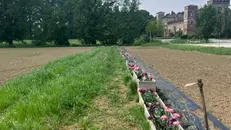 Nuove essenze fanno capolino nel bosco di Padernello