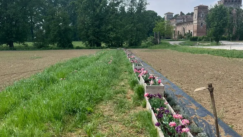 Nuove essenze fanno capolino nel bosco di Padernello