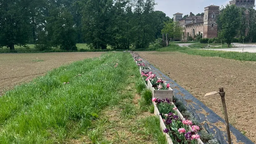 Nuove essenze fanno capolino nel bosco di Padernello