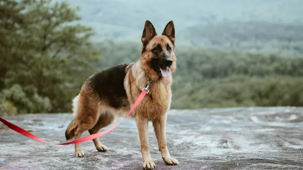 Nella foto d'archivio un pastore tedesco, stessa razza del cane al centro del fatto