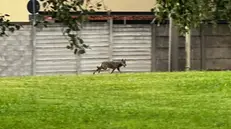Il canide, presumibilmente un lupo, avvistato - Foto Provincia di Brescia
