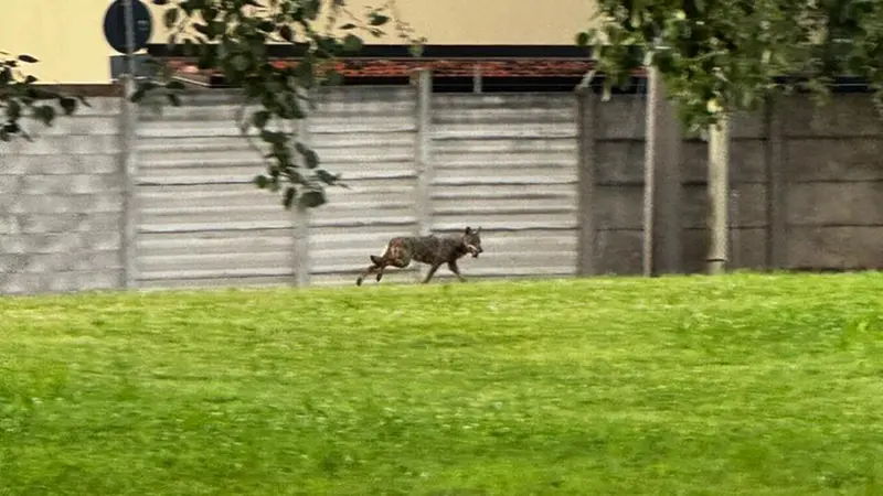 Il canide, presumibilmente un lupo, avvistato - Foto Provincia di Brescia