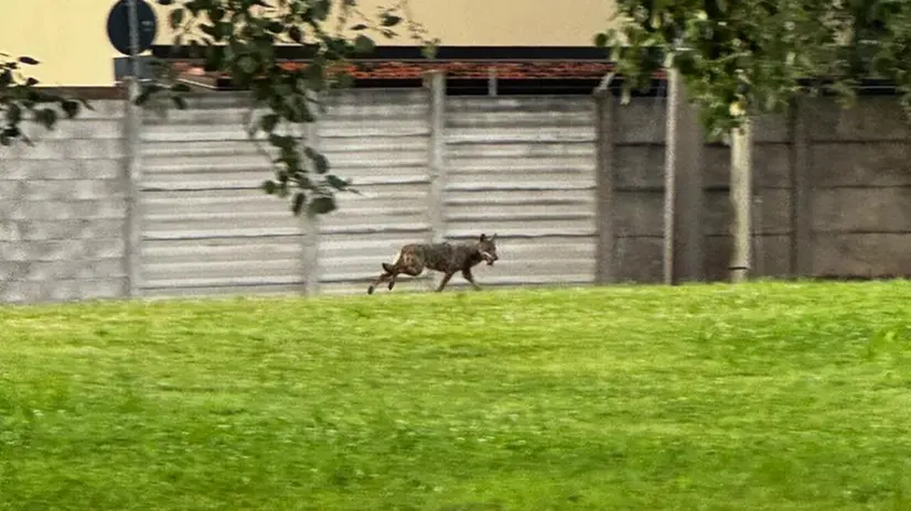 Il canide, presumibilmente un lupo, avvistato - Foto Provincia di Brescia