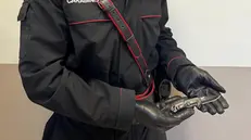 Uno dei carabinieri intervenuti mostra l'arma dell'aggressione