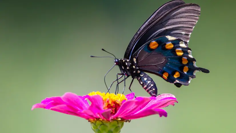 Una farfalla su un fiore