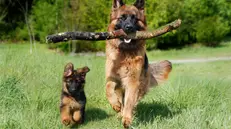 Interpretare i comportamenti del cane richiede attenzione