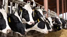Il sistema ClassyFarm riduce l'utilizzo degli antibiotici negli allevamenti