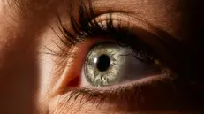 La retina è una sorta di pellicola fotografica
