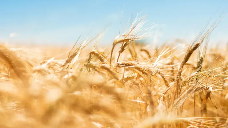 Pasta e pane sono alimenti derivati dai cereali, in particolare dal frumento