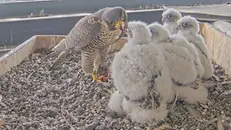I quattro pulli nati sul tetto del Pirellone