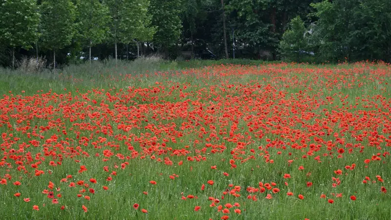 A Brescia è stata istituita un'area a minima manutenzione