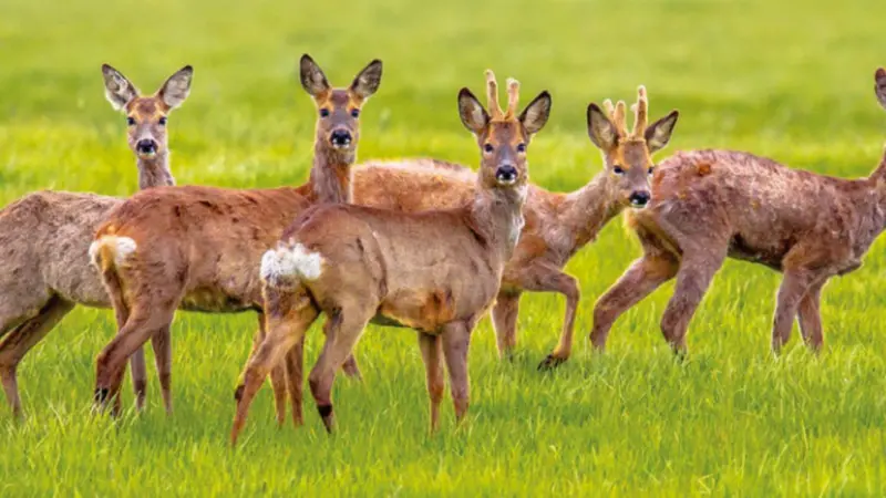 Caprioli, animali eleganti e aggraziati ma molto territoriali