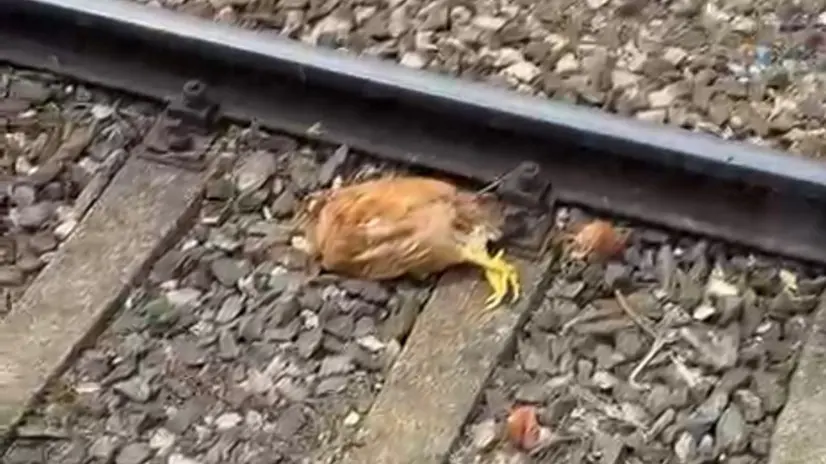 Una delle galline trovate sui binari