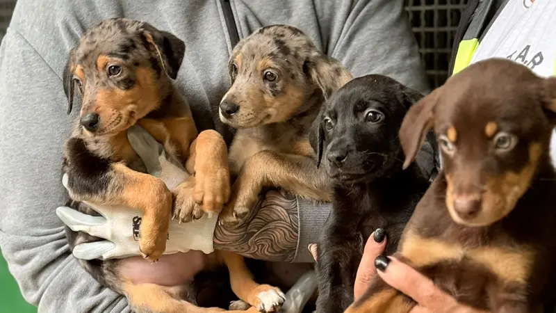 I cuccioli abbandonati e soccorsi da Atar © www.giornaledibrescia.it