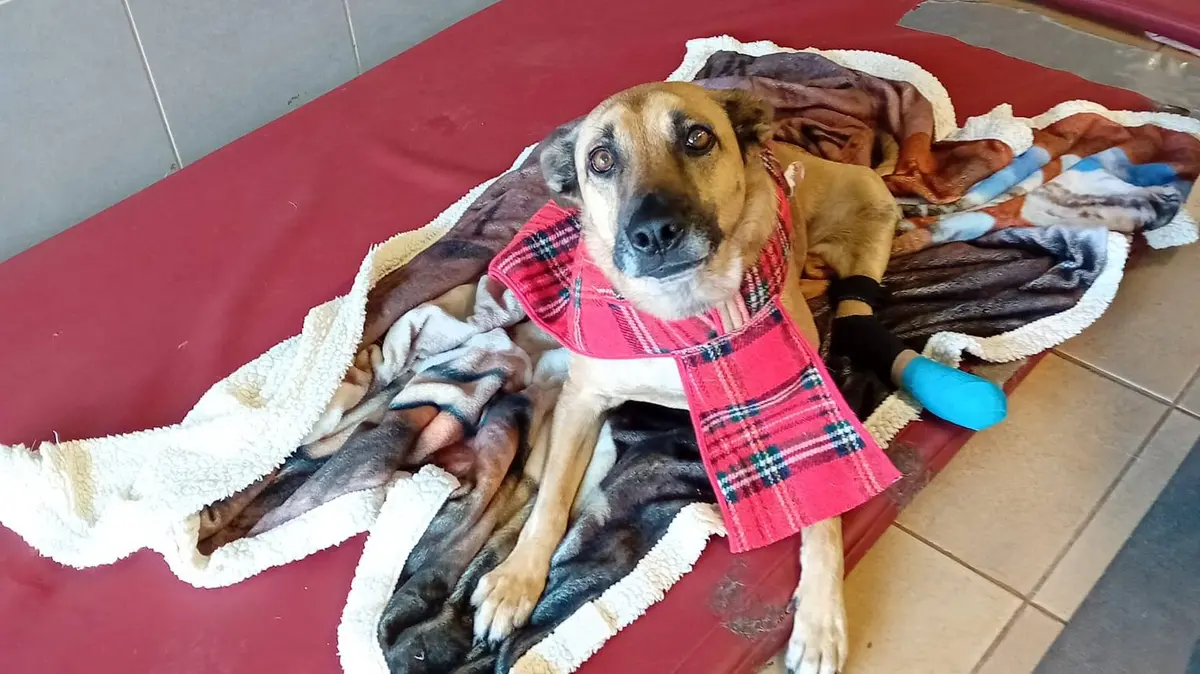 Un cane ospitato - Foto da Facebook