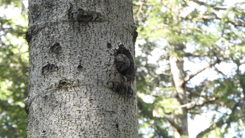 Una civetta capogrosso che si affaccia dal nido, in una cavità scavata dal picchio nero - Foto Chiara Bettega