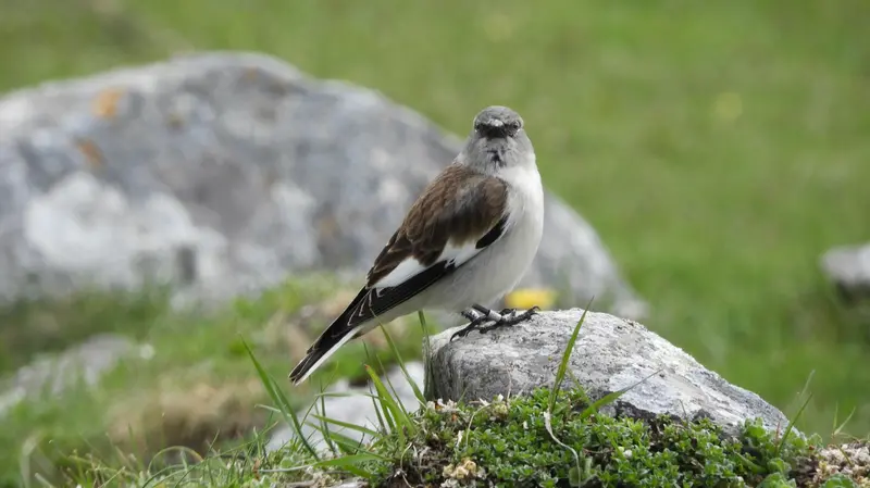 Fringuello alpino, piccolo passeriforme delle praterie alpine - Foto Chiara Bettega