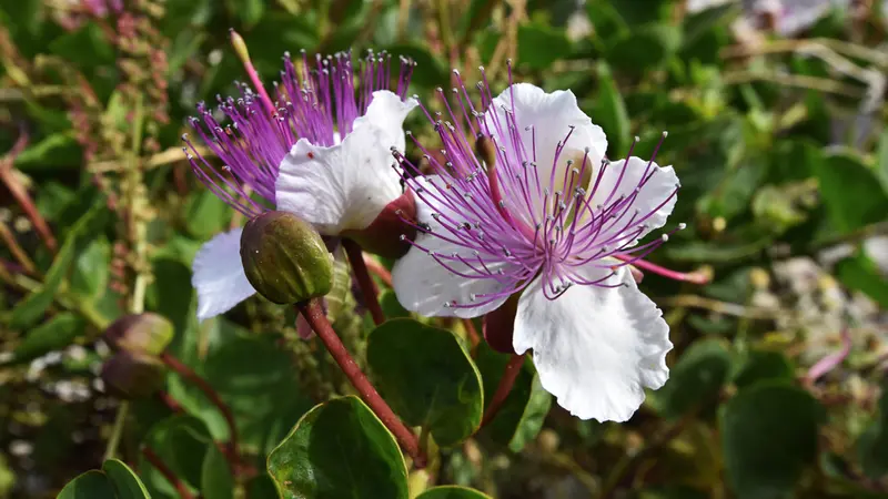 Capparis spinosa