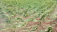 Grandine nella Bassa, un campo devastato a Ghedi