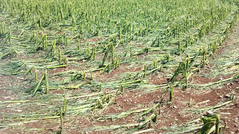 Grandine nella Bassa, un campo devastato a Ghedi