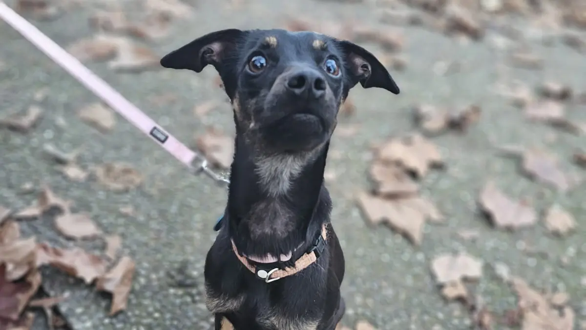 La cagnolina Renetta
