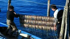 Pescatori di sarde sul Sebino
