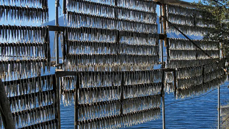 Sardine appese ad essiccare