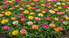 Piante di portulaca