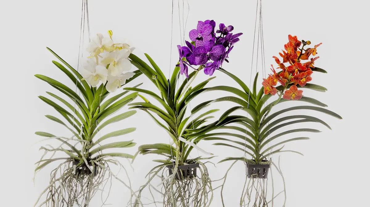 Orchidee Vanda, per «doppi pollici verdi» © www.giornaledibrescia.it