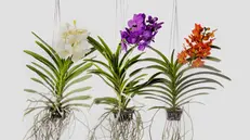 Orchidee Vanda, per «doppi pollici verdi» © www.giornaledibrescia.it
