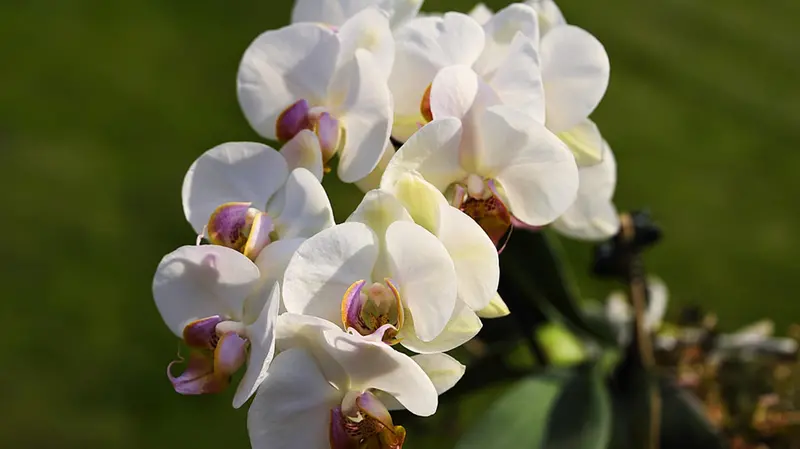 Phalaenopsis © www.giornaledibrescia.it