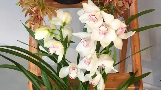 Cymbidium © www.giornaledibrescia.it