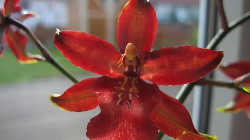 Orchidea Odontoglossum © www.giornaledibrescia.it