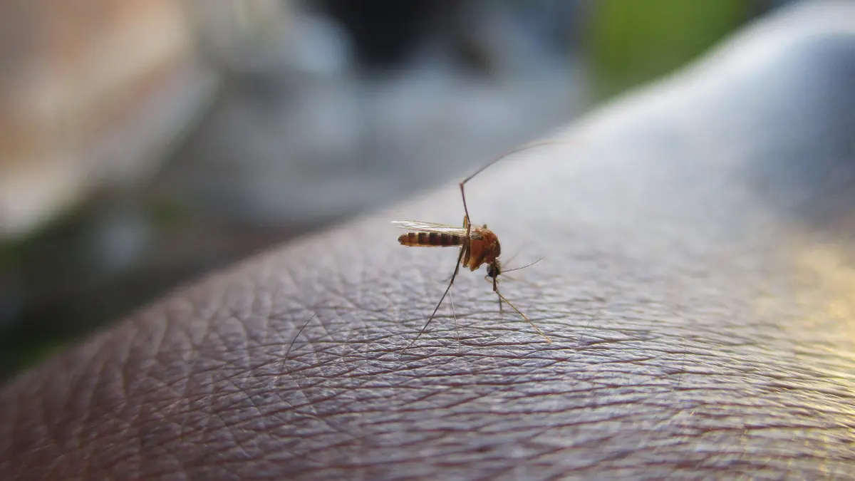 Le zanzare sono il vettore di malattie infettive come le Arbovirosi