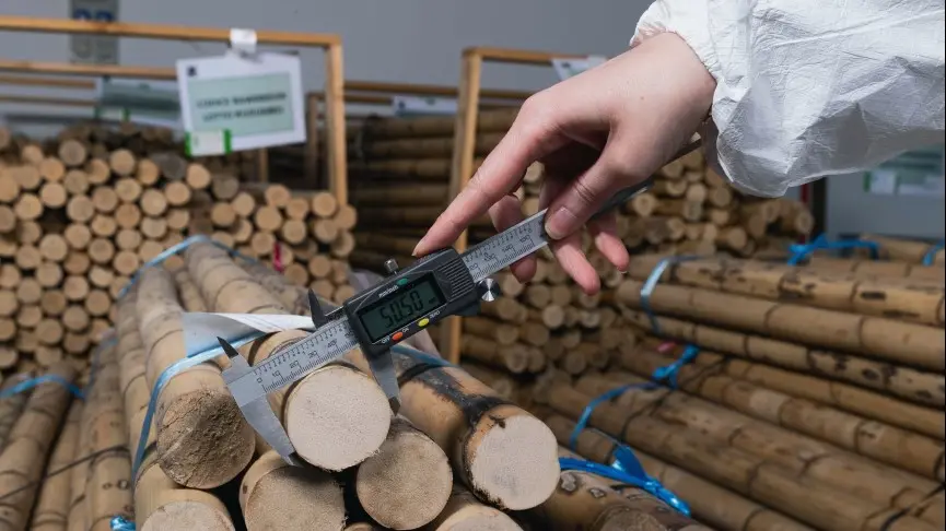 Il rattan è il legno della palma rampicante utilizzato da GreenBone Ortho
