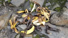 Anche abbandonare bucce di banane può essere un rischio per l’ambiente