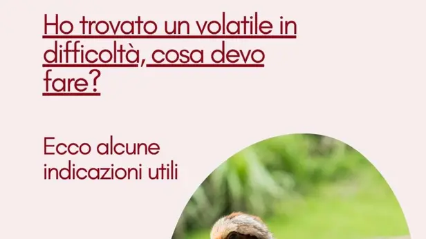 Consigli utili su come agire