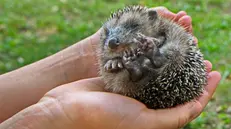 Un riccio