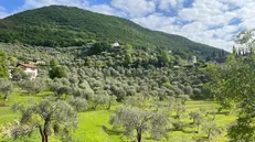 Gli oliveti sono un elemento simbolo del paesaggio gardesano