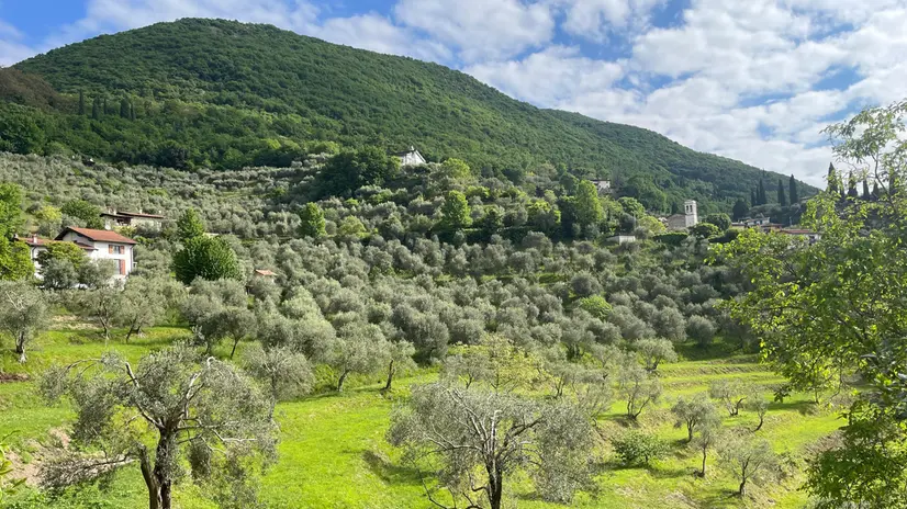 Gli oliveti sono un elemento simbolo del paesaggio gardesano
