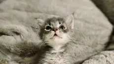 Cuccioli di animali salvati da situazioni di pericolo